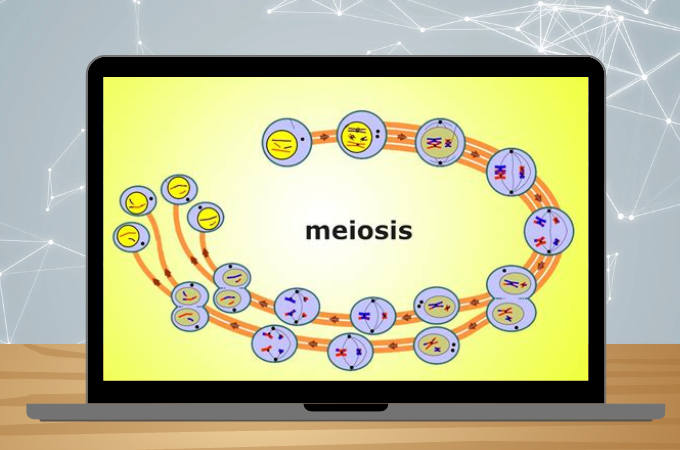 Meiosis Concept Map