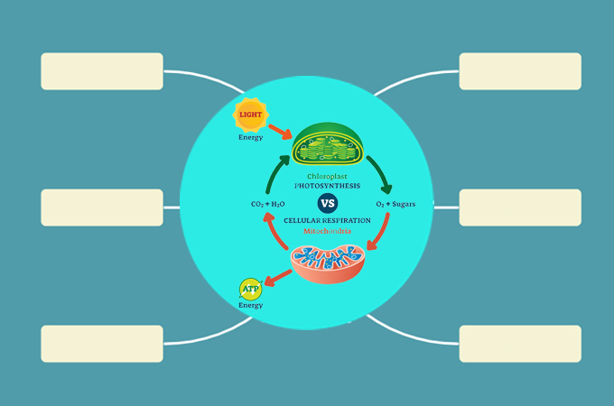 cellular respiration photosynthesis flow chart